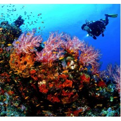 PADI AWARE - Coral Reef Conservation Diver