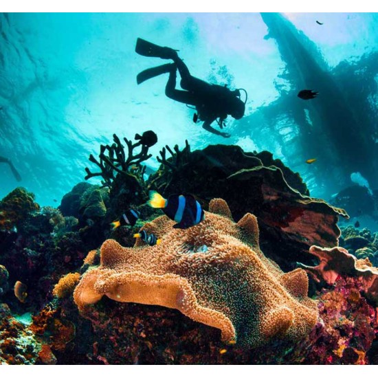 PADI AWARE - Coral Reef Conservation Diver