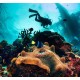 PADI AWARE - Coral Reef Conservation Diver