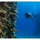 PADI Scuba Diver Course